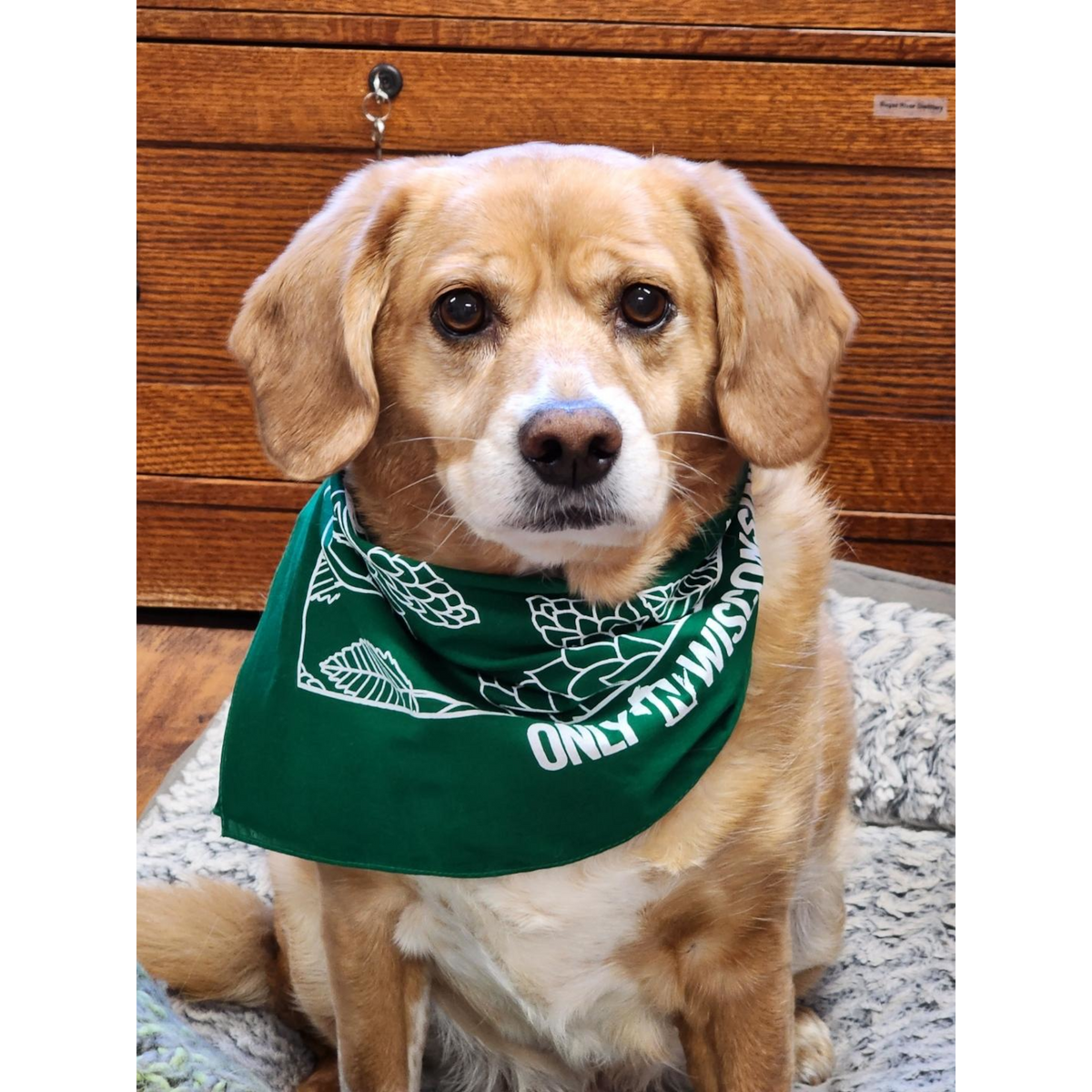 Small brown dog wearing the green hops bandana.