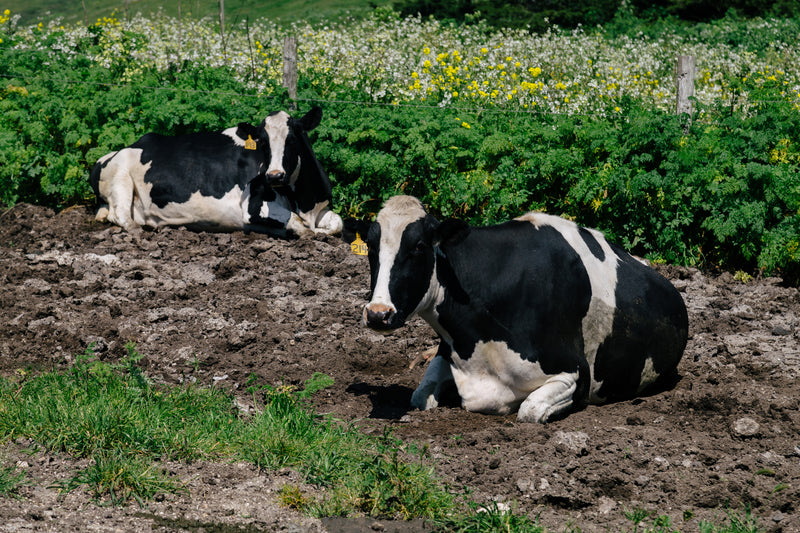 Cows in Pasture